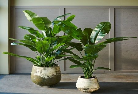 Bring Home Serene Greenery with Sustainable Plants from Silk-ka at Opulin